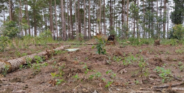 Lâm Đồng giao 231 héc ta cho Ban Quản lý rừng phòng hộ ĐamB’ri để ngăn chặn rừng ở Bảo Lâm bị xâm hại