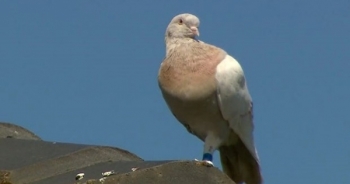 Giới chức Australia đau đầu với chú chim bồ câu 
