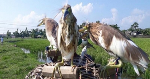 “Mạnh tay” xử lý nạn bẫy bắt chim trời