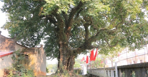 "Cụ thị" gốc chục người ôm không xuể sống qua 8 thế kỷ ở Ninh Bình