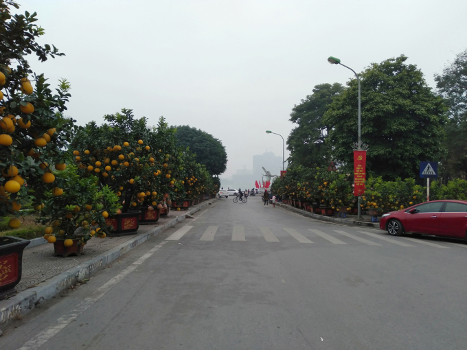 Những cây bưởi Diễn trĩu quả được người dân bày dọc hai bên đường Lạc Long Quân, đường Vệ Hồ (Tây Hồ, Hà Nội).