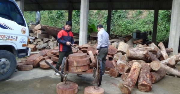 Bỏ lại 131 thớt nghiến, “lâm tặc” bỏ trốn lên rừng tại Tuyên Quang