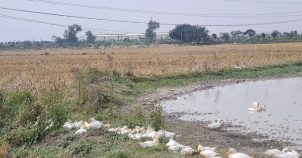 Dự án khu nhà ở thôn Đông Yên gặt “lúa non”: Tỉnh Bắc Ninh chưa phê duyệt dự án