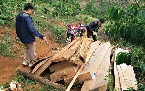 Lâm Đồng: Phát hiện gần 4m3 gỗ không rõ nguồn gốc