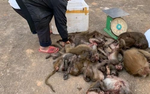Đắk Lắk: Người đàn ông chở 16 cá thể khỉ đã chết đi tiêu thụ