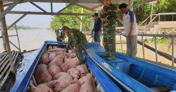 Làm rõ việc xuất lậu lợn và các sản phẩm từ lợn qua biên giới