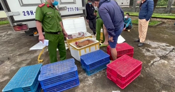 Quảng Nam: Bắt quả tang vụ vận chuyển pháo nổ và động vật hoang dã