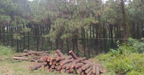 Hà Tĩnh: Tạm giữ nhóm đối tượng chặt hạ cây thông trước cổng chùa