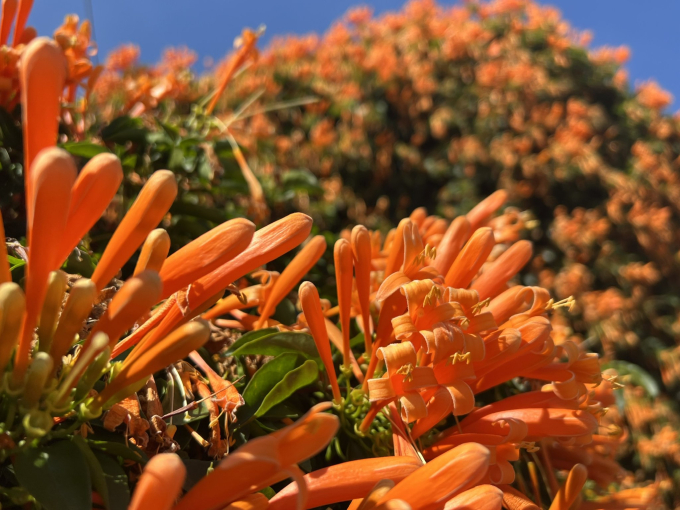 Hoa xác pháo leo hay còn được gọi với cái tên thân mật là hoa chùm ớt. Bởi, có hàng ngàn chùm hoa màu cam rực rỡ, hình dáng như những trái ớt thuôn dài. Hoa xác pháo còn được gọi bằng nhiều tên đáng yêu khác như hoa Lửa, hoa Rạng Đông, hay Pháo trượng.