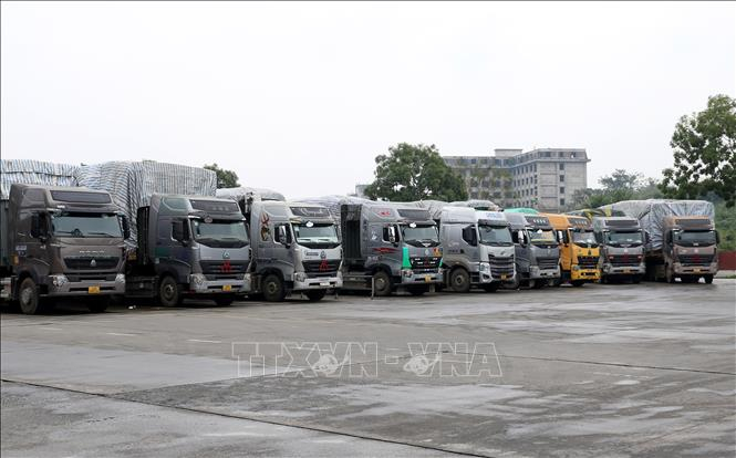 Nhiều xe container chở thanh long chờ thông quan ngày 12/1. Ảnh minh họa: Quốc Khánh/TTXVN