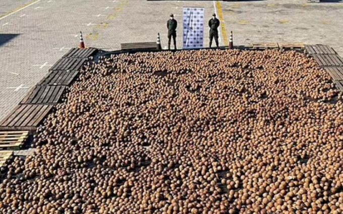 Cảnh sát Colombia đã tịch thu được 20.000 quả dừa chứa cocaine. Ảnh: Daily Mail