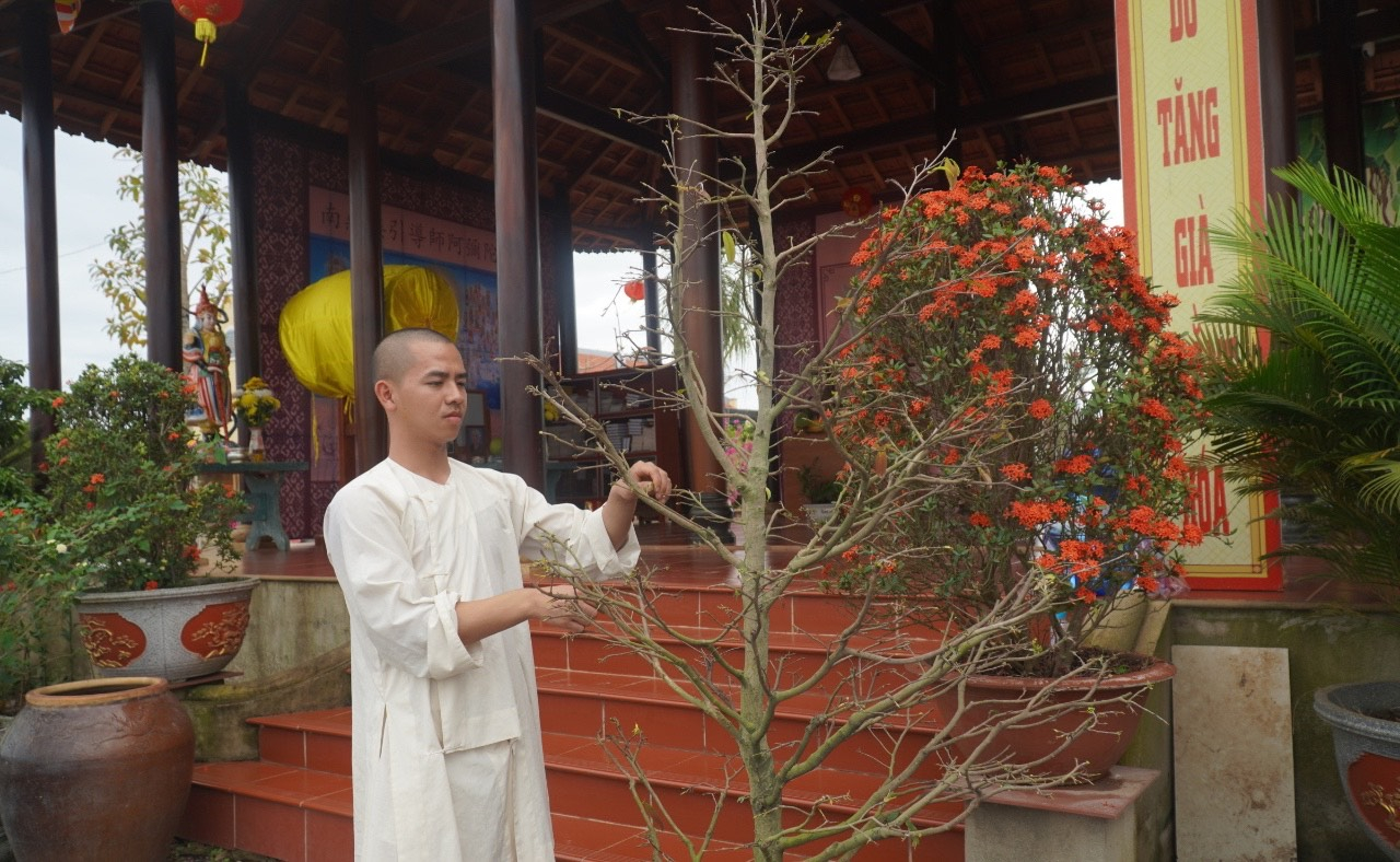 Thầy Thích Nhuận Huy nhặt lá mai để đón năm mới ở chùa Bửu Lâm. Đây là ngôi chùa duy nhất ở khu tái định cư cho người dân đến lễ Phật, cầu nguyện