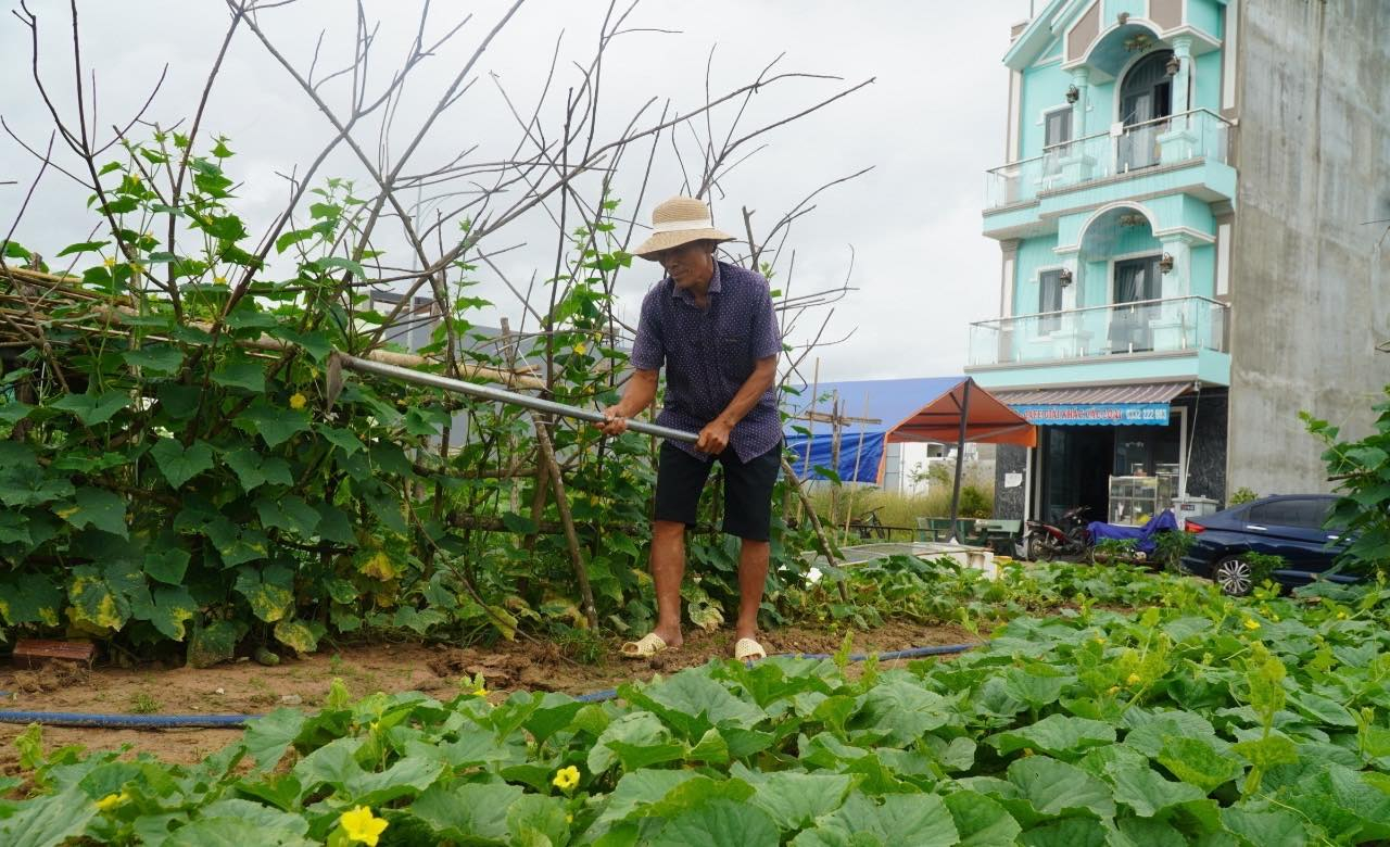 Ông Hoàng Văn Nhiệm, 64 tuổi, tận dụng khoảnh đất quy hoạch công viên trước nhà để trồng rau xanh cải thiện bữa ăn.