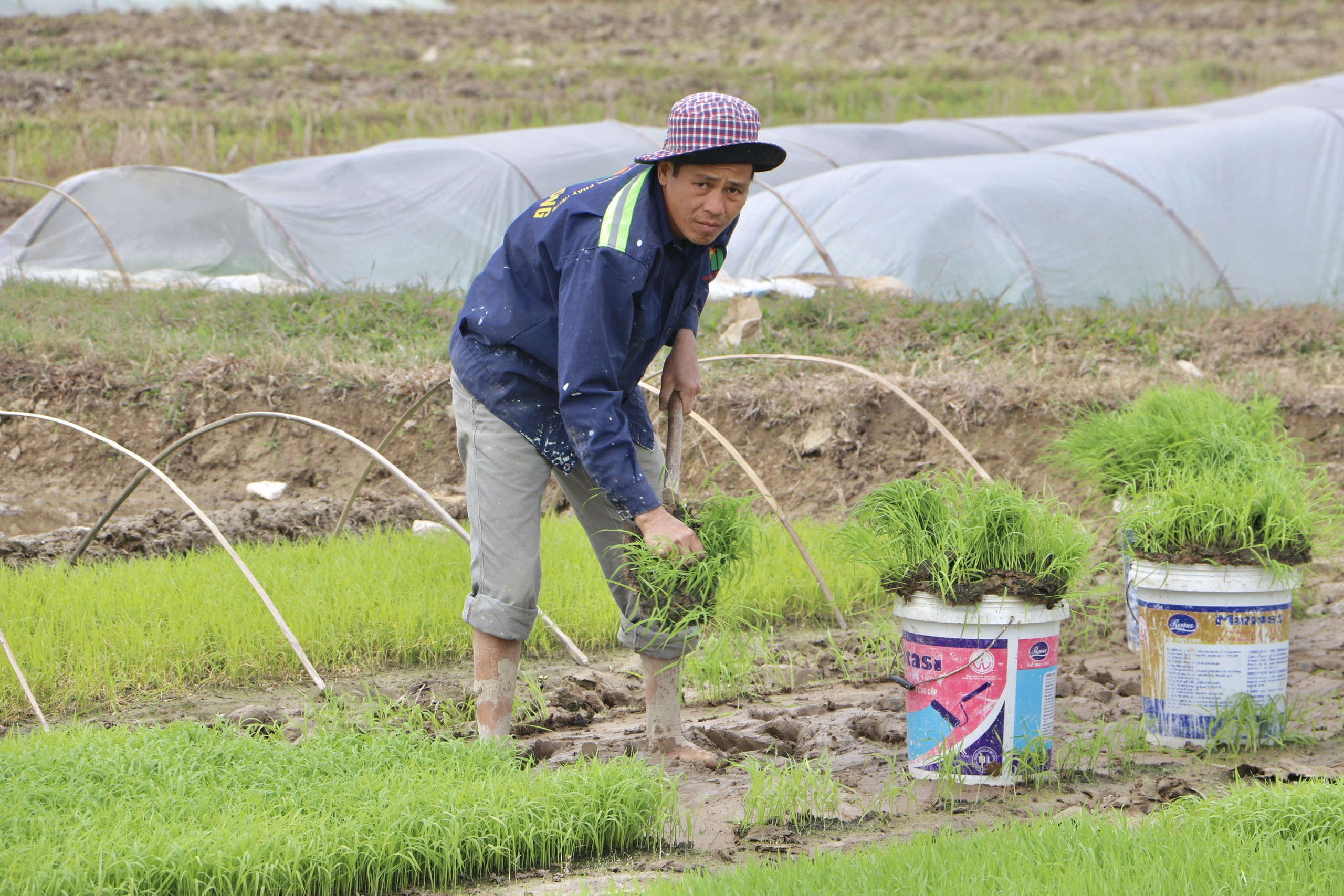 Sự chủ động, tích cực xuống đồng lao động sản xuất ngay từ những ngày đầu năm của nông dân làng Thái Bình đang mang đến những dự cảm tốt đẹp.