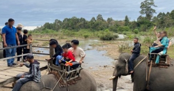 Đắk Lắk: Vẫn còn tình trạng du lịch cưỡi voi