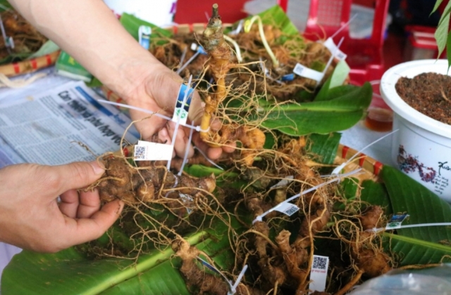 Kon Tum: Yên tâm về chất lượng sâm Ngọc Linh tại phiên chợ sâm và các dược liệu