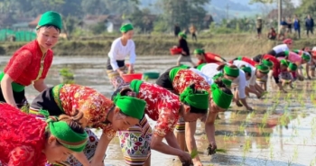 Sôi nổi hội thi cấy lúa của đồng bào người Thái ở Nghệ An