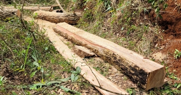 Lâm Đồng: Khẩn trương điều tra các vụ phá rừng trong dịp Tết