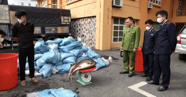 Lào Cai: Bắt giữ hơn 3 tấn cá tầm sống không rõ nguồn gốc