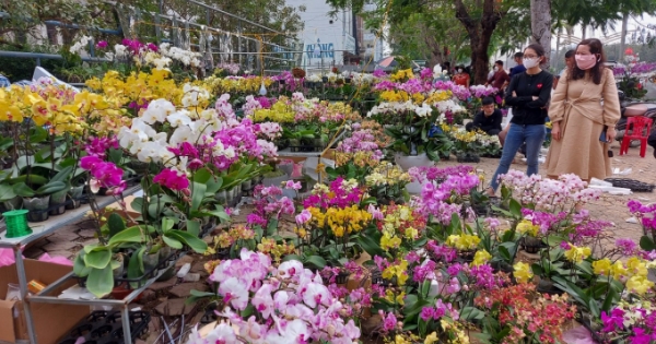 Nghệ An: Cho phép kinh doanh hoa, cây cảnh Tết tại 8 khu vực tại thành phố Vinh