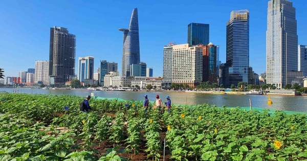 Bờ sông Sài Gòn trồng thêm 20.000 cây hoa hướng dương chào Tết Giáp Thìn