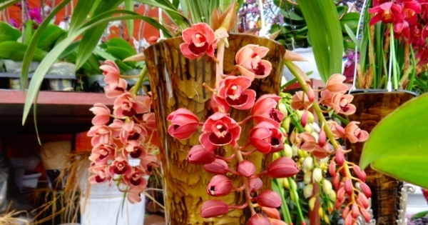 Hà Nam: Thành phố Phủ Lý rực rỡ sắc hoa xuân