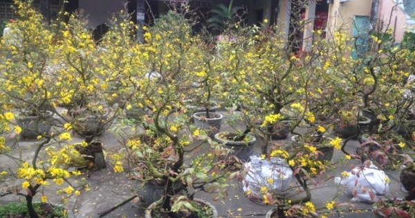 Quảng Bình: Hoa Tết tràn ngập khắp TP Đồng Hới
