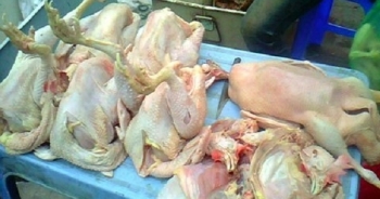 Nhận biết thực phẩm sạch: Gà sạch và gà nhuộm hóa chất