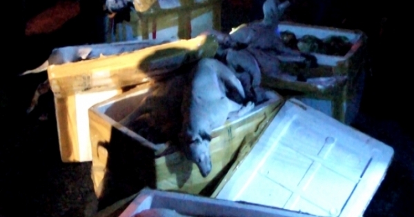 Quảng Bình: Vận chuyển 300kg thịt chó không rõ nguồn gốc