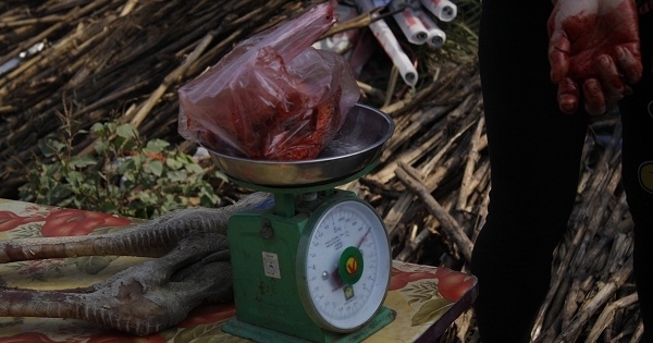 Hưng Yên: Thịt đà điểu “hét” giá 300 nghìn đồng/kg  ngày giáp Tết