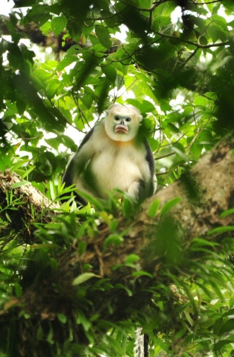 Bộ ảnh độc của ch&agrave;ng trai 5 năm sống trong rừng với khỉ, voọc.