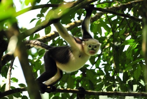 Bộ ảnh độc của ch&agrave;ng trai 5 năm sống trong rừng với khỉ, voọc.