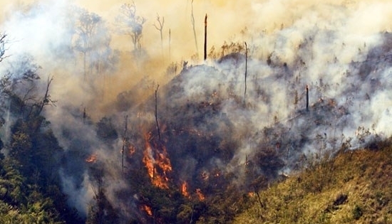 Vụ cháy Vườn Quốc gia Hoàng Liên: 8 hec ta rừng bị thiêu rụi