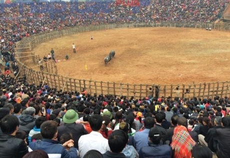 Yên Bái: Hàng nghìn người nô nức đi xem lễ hội chọi trâu