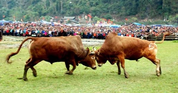 Lên Bắc Kạn xem lễ hội Chọi bò có một không hai