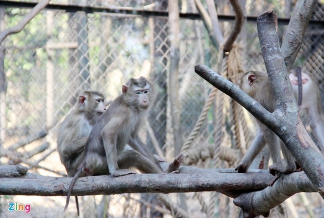Khỉ trong chuồng tại Vinpearl Safari Ph&uacute; Quốc. Ảnh:&nbsp;Việt Tường