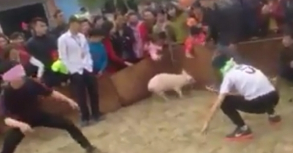 Bắc Ninh: Cười bể bụng với trò chơi "Bịt mắt bắt lợn" trong hội làng