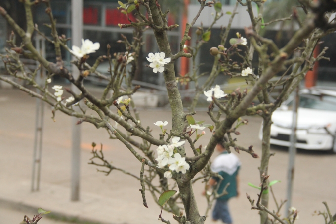 Thời điểm hiện tại, chợ hoa Quảng B&aacute; ngập tr&agrave;n sắc trắng của hoa l&ecirc; c&oacute; nguồn gốc từ Lạng Sơn.&nbsp;