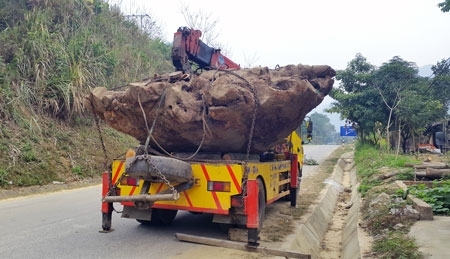 Bắc Kạn:Tạm giữ khối lượng lớn gỗ nghi Gù Hương có dấu hiệu bất thường