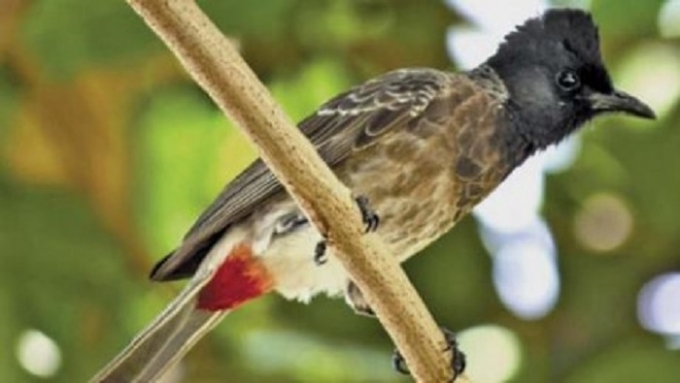 Con chim ch&agrave;o m&agrave;o bị bắt trộm lần hai đ&atilde; được Cơ quan C&ocirc;ng an trả lại cho &ocirc;ng Bảo. (Ảnh minh họa).