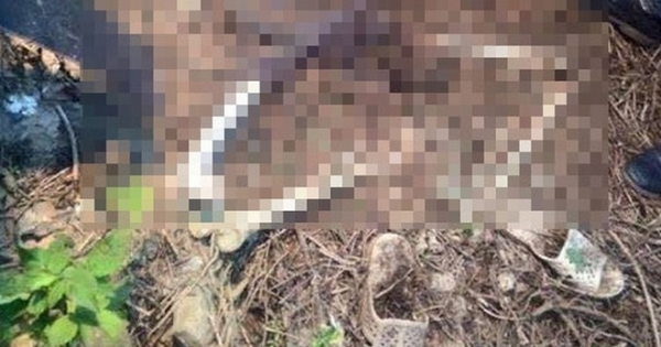 Bắc Ninh: Kinh hãi phát hiện xác người đang phân hủy trong bụi rậm