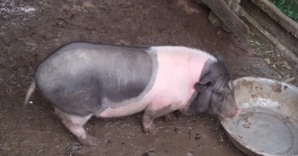 Hà Tĩnh: Lợn dự án hỗ trợ cho người nghèo bỗng dưng chết hàng loạt!