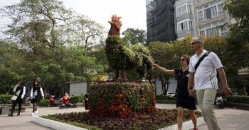 Hình ảnh chú gà sống động trên đường phố Hà Nội ngày Tết