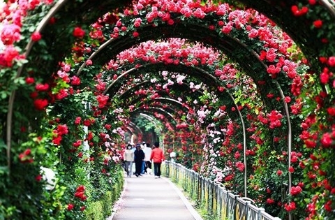 Lần đầu tiên lễ hội hoa hồng Bulgaria được tổ chức tại Việt Nam
