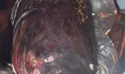 Hà Nội: Bất ngờ xuất hiện cá hô đỏ gần 1 tạ, giá hơn 200 triệu đồng