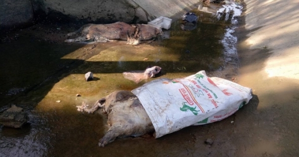 Hà Tĩnh: Phát hiện hàng loạt lợn chết bốc mùi nồng nặc