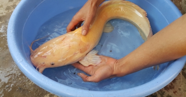 Ninh Bình: Người dân bắt được cá trê vàng nặng hơn 3kg
