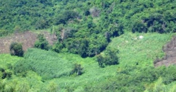 Bình Định: Rừng phòng hộ đầu nguồn bị đe dọa