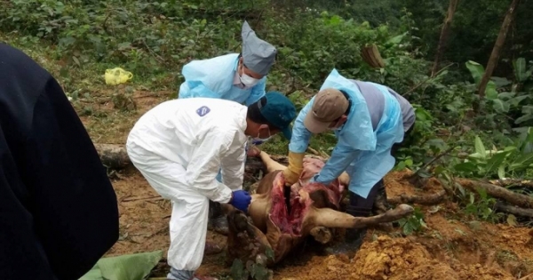 Hà Tĩnh: Nghi vấn hàng loạt trâu bò chết vì bị đầu độc, công an vào cuộc điều tra