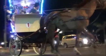 Bình Định: Độc đáo với dịch vụ du lịch bằng xe ngựa kéo